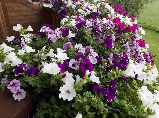 Haus Witting لوتاش